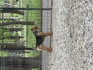 mascul de Airedale Terrier disponibil pentru montă autorizată.