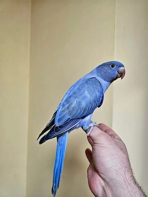 Puișori Micul Alexander