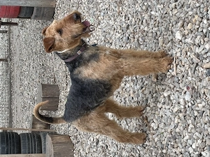 Mascul de Airedale Terrier disponibil pentru montă - imagine 3