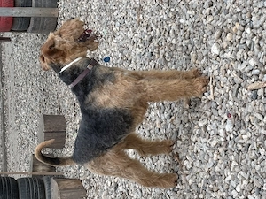 Mascul de Airedale Terrier disponibil pentru montă - imagine 2