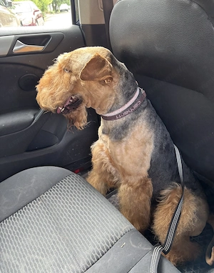 Mascul de Airedale Terrier disponibil pentru montă - imagine 4