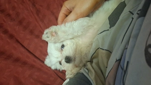 Bichoni mini toy adorabili 