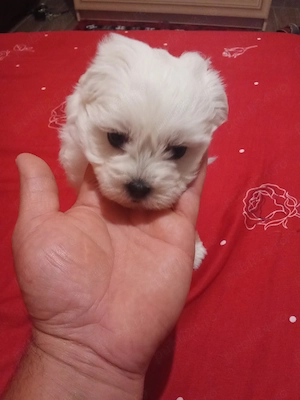 Bichon talie mică miny toy  - imagine 3