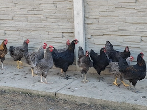 Vând cocoși tineri 