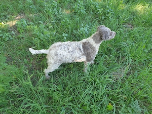 Cățelușă Lagotto pentru căutat trufe - imagine 3