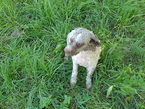 Cățelușă Lagotto pentru căutat trufe - imagine 2