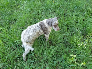 Cățelușă Lagotto pentru căutat trufe - imagine 4