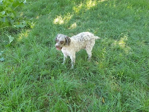 Cățelușă Lagotto pentru căutat trufe - imagine 5