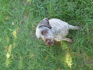 Cățelușă Lagotto pentru căutat trufe - imagine 2