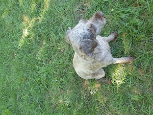 Cățelușă Lagotto pentru căutat trufe