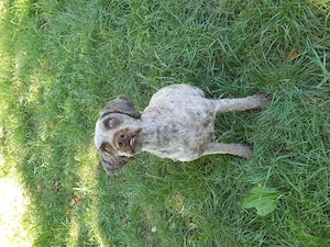 Cățelușă Lagotto pentru căutat trufe - imagine 4