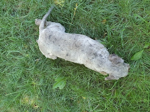 Cățelușă Lagotto pentru căutat trufe - imagine 5