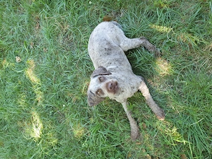 Cățelușă Lagotto pentru căutat trufe - imagine 3