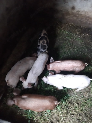 purcei de vânzare 
