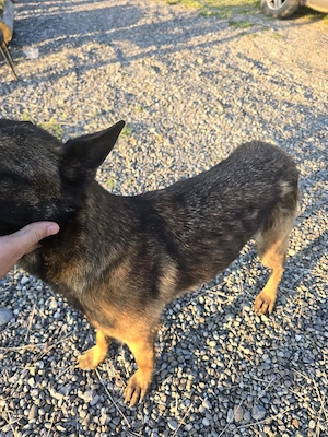 Caine ciobanesc belgian malinois - imagine 4