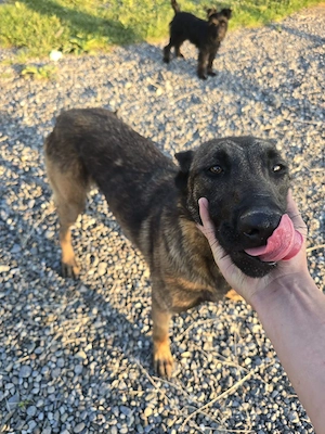 Caine ciobanesc belgian malinois - imagine 3