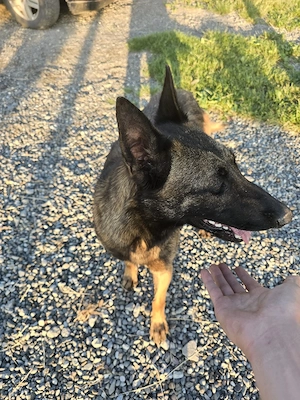 Caine ciobanesc belgian malinois - imagine 2