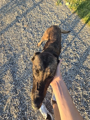 Caine ciobanesc belgian malinois - imagine 5
