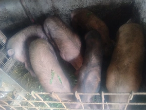 porci 100+