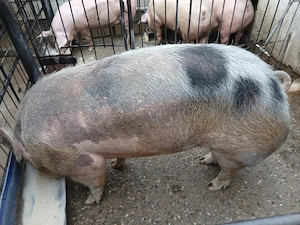 Scrofa   de vânzare  - imagine 2