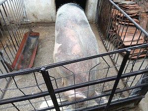 Scrofa   de vânzare 