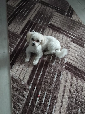 Bichon maltez de vânzare  - imagine 3