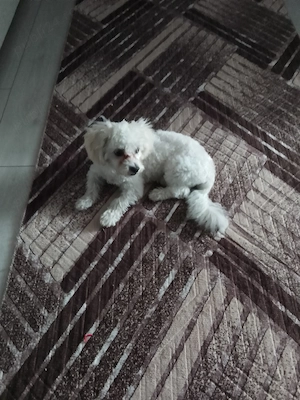 Bichon maltez de vânzare  - imagine 2
