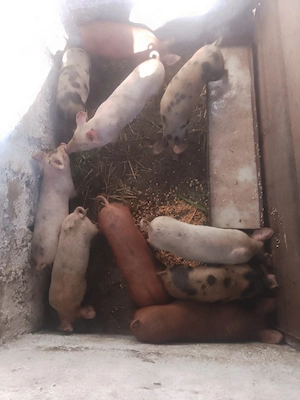 vand 8 purcei de 8 săptămâni 