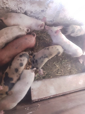 vand 8 purcei de 8 săptămâni  - imagine 3