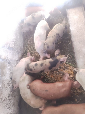 vand 8 purcei de 8 săptămâni  - imagine 4