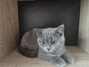 British shorthair - imagine 2
