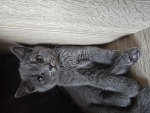British shorthair - imagine 4