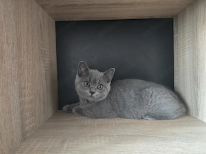 British shorthair - imagine 3