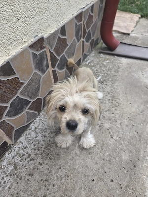 Bichon de vanzare