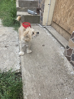 Bichon de vanzare - imagine 3