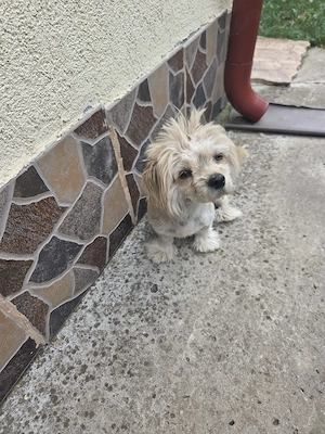 Bichon de vanzare