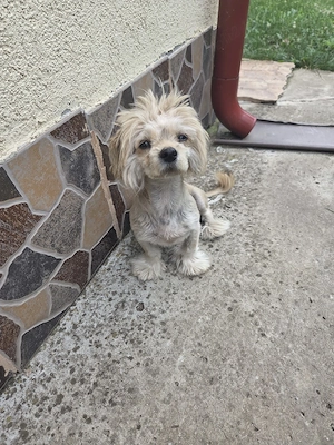Bichon de vanzare - imagine 5
