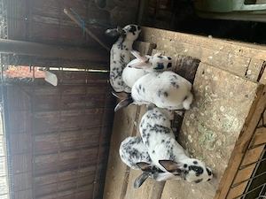 Disponibili iepurași Rex Dalmațian 