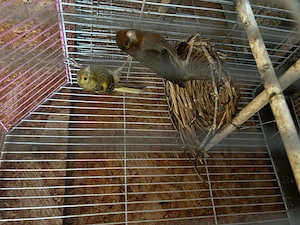 Canari de vanzare 