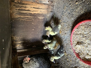 Boboci rată mută leșească