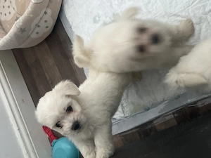 Bichon maltez rasa pura - imagine 3