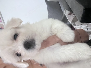 Bichon maltez rasa pura - imagine 4