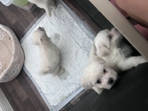 Bichon maltez rasa pura - imagine 5