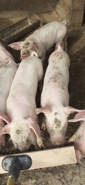 Porci de vânzare 25 kg