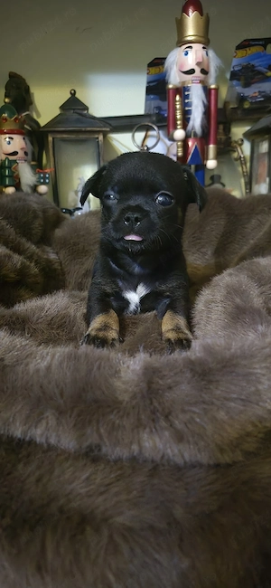 chihuahua baietel negru cu par scurt - imagine 2