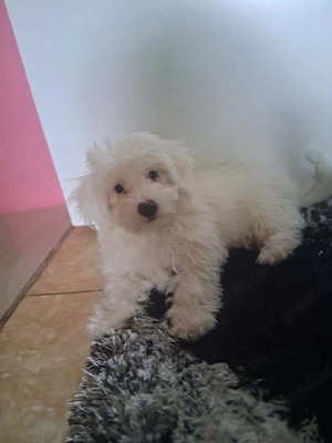 Pui Bichon maltez  - imagine 2