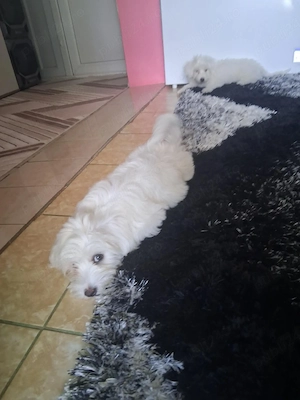 Pui Bichon maltez  - imagine 3