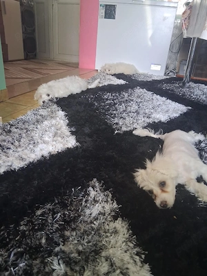 Pui Bichon maltez  - imagine 5