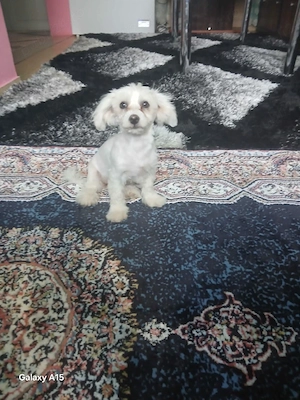 Pui Bichon maltez  - imagine 4