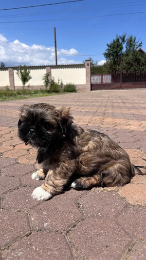 Căței shih-tzu - imagine 2